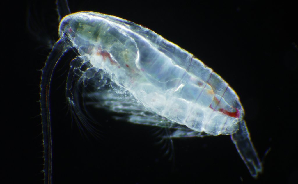 Calanus No () Calanus No
