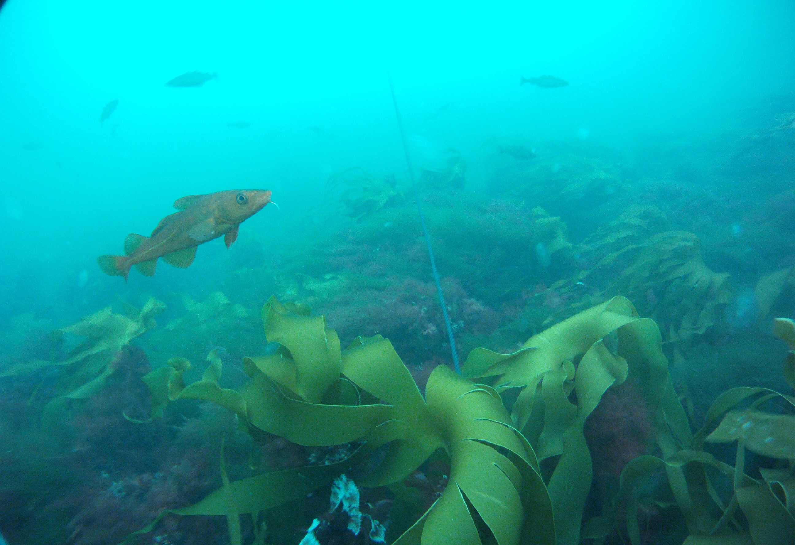 Ocean Science Bar: An expedition with OceanExplorer into the deep ocean - Vimarsana News