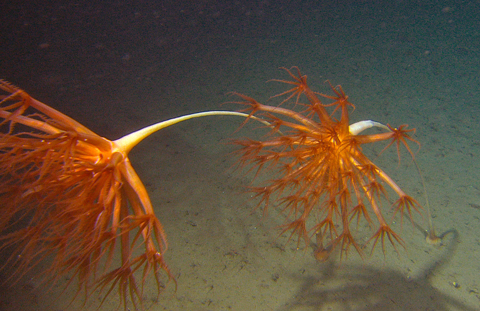 Clean energy can't come at the expense of the ocean – and it doesn't have to - Vimarsana News