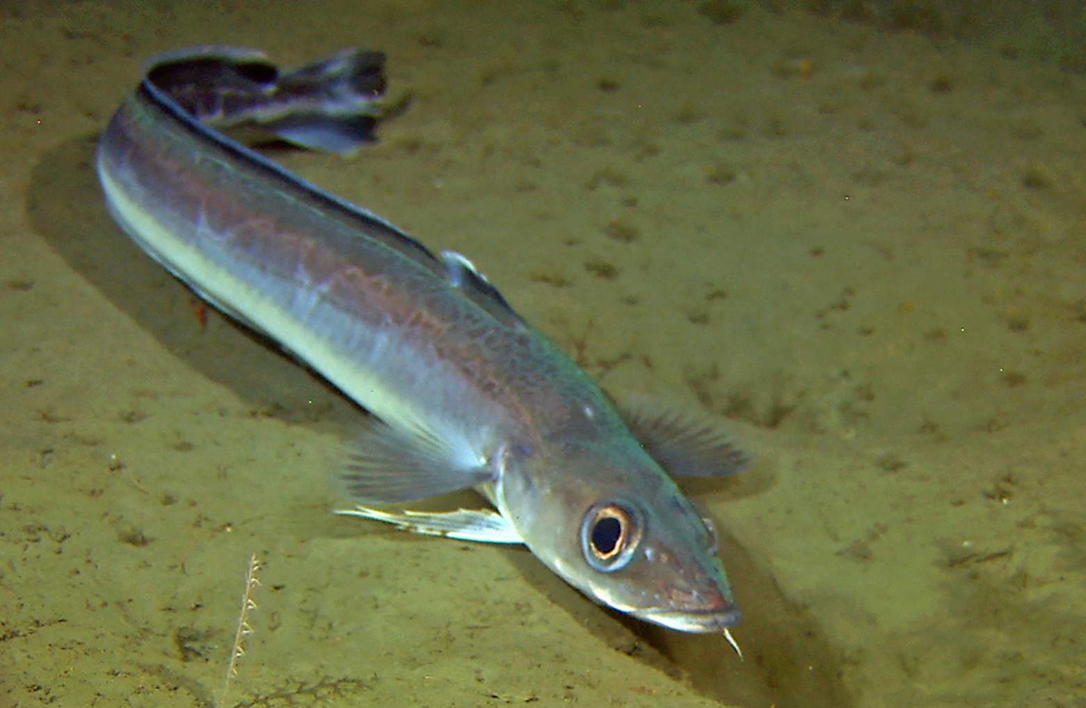Blue ling from the sea and fjord were not related | Institute of ..., image size:1024x633