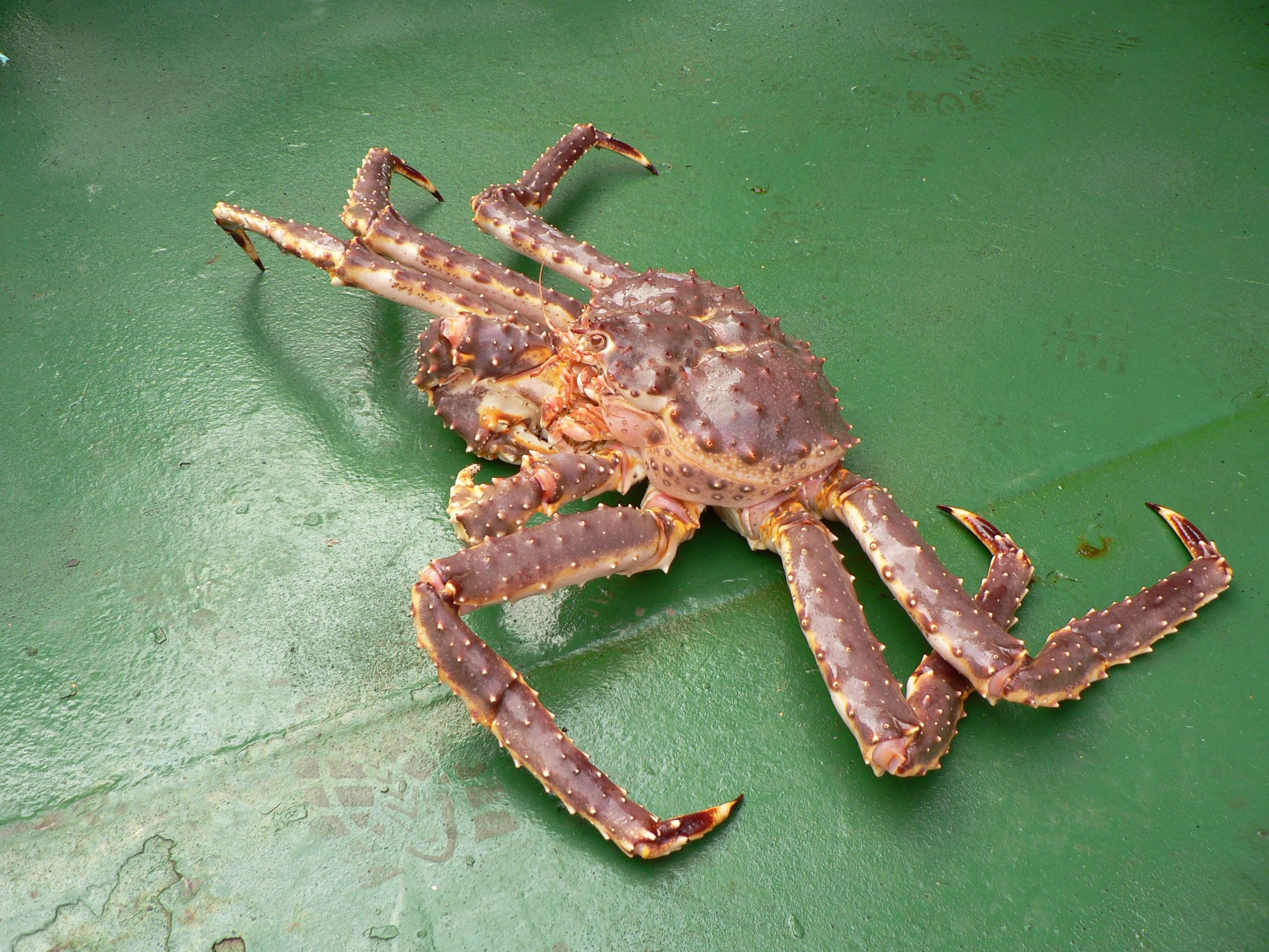 Red King Crab  Institute of Marine Research