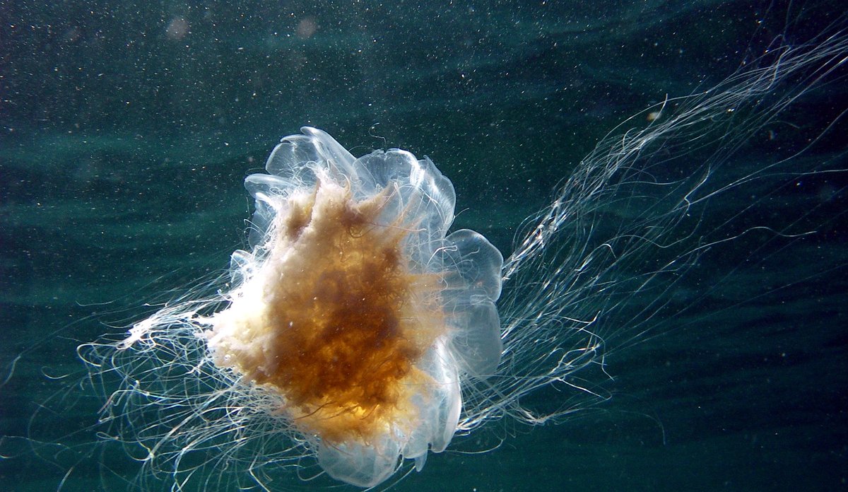 Stinging jellyfish Institute of Marine Research