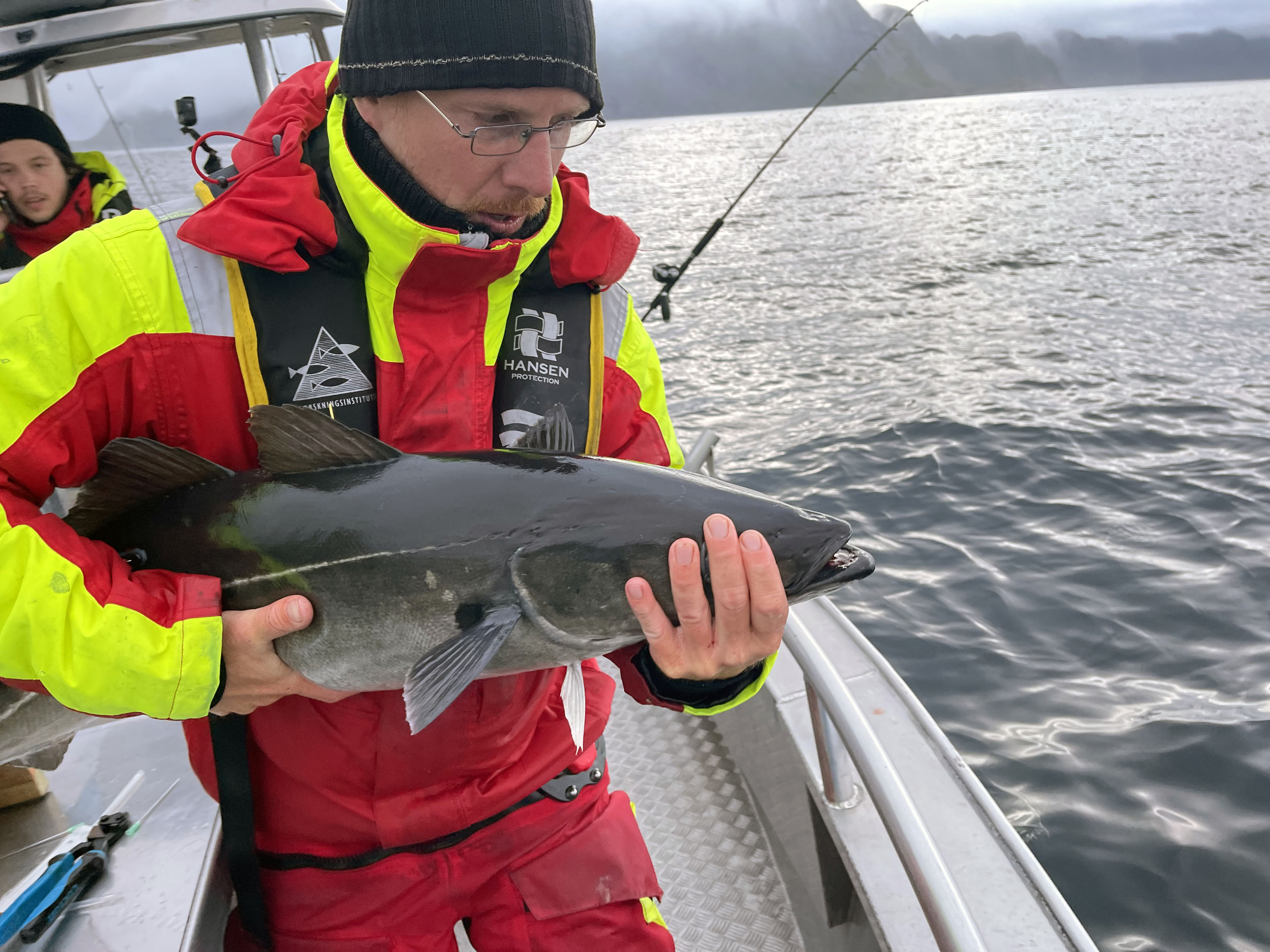 What happened to the big saithe we tagged off Lofoten? - Vimarsana News
