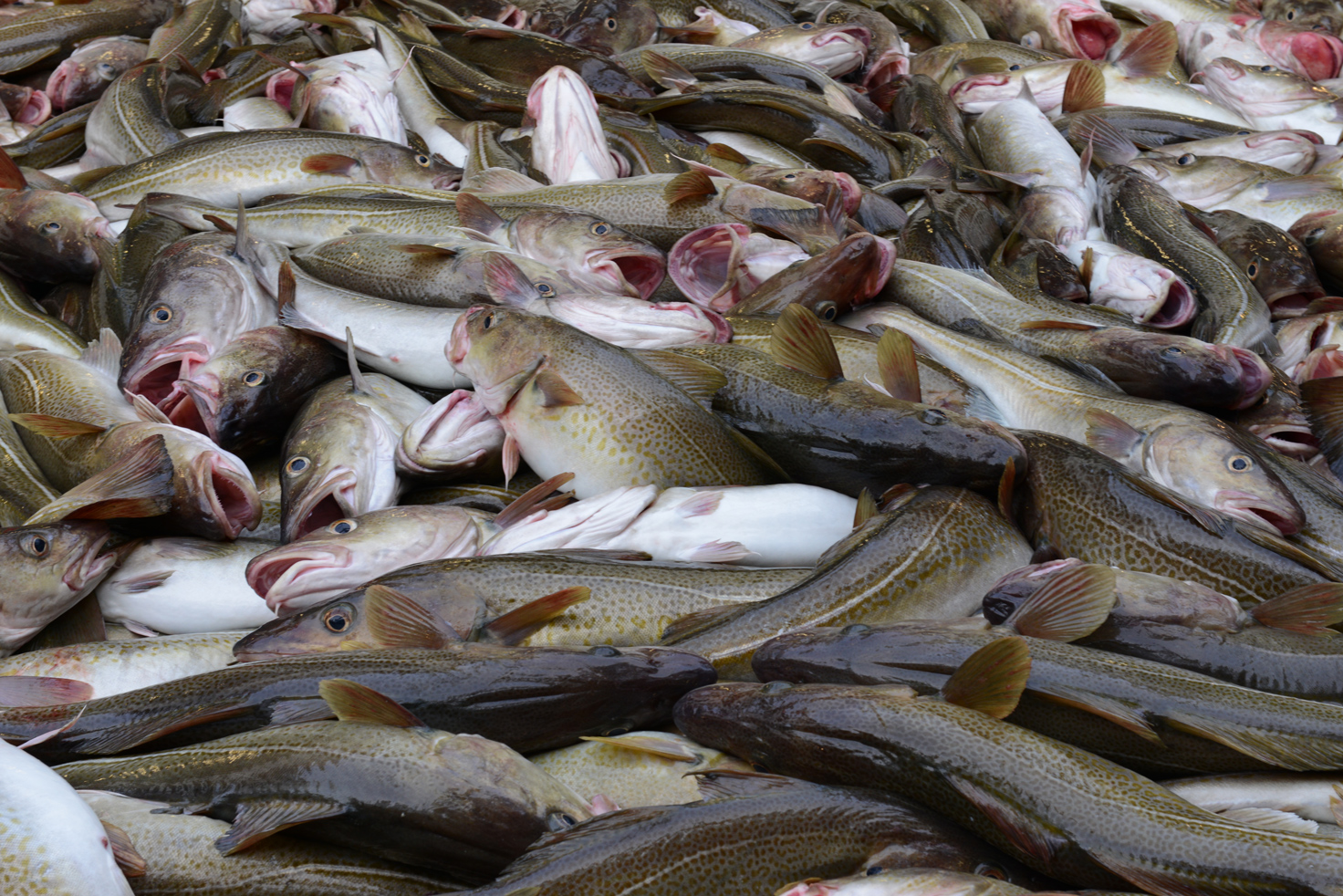 No major changes in cod DNA from long-term fishing pressure - Vimarsana News