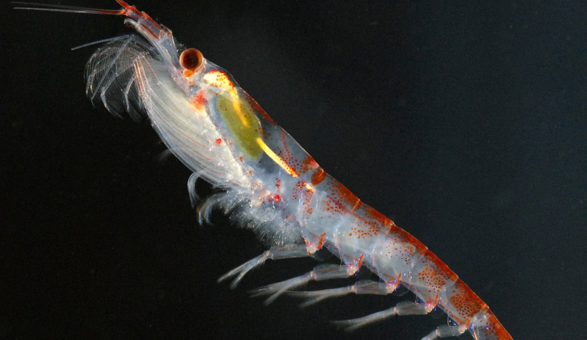 Krill – Antarktisk krill | Havforskningsinstituttet