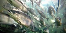 Oppdrettslaks i merd.jpg