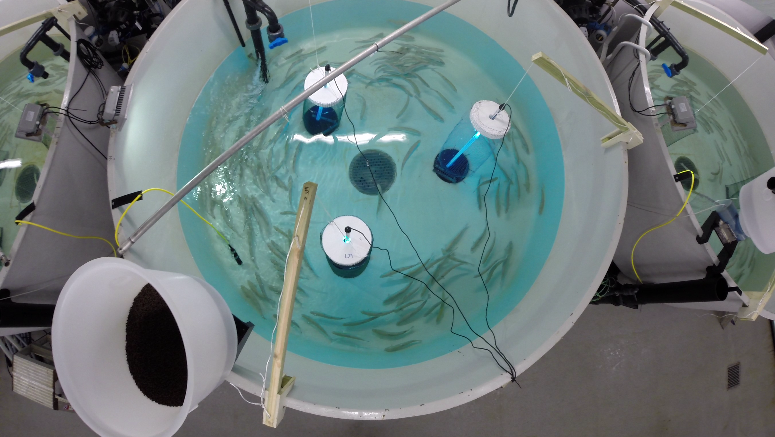 Does Ultraviolet Light Kill Head Lice | Shelly Lighting