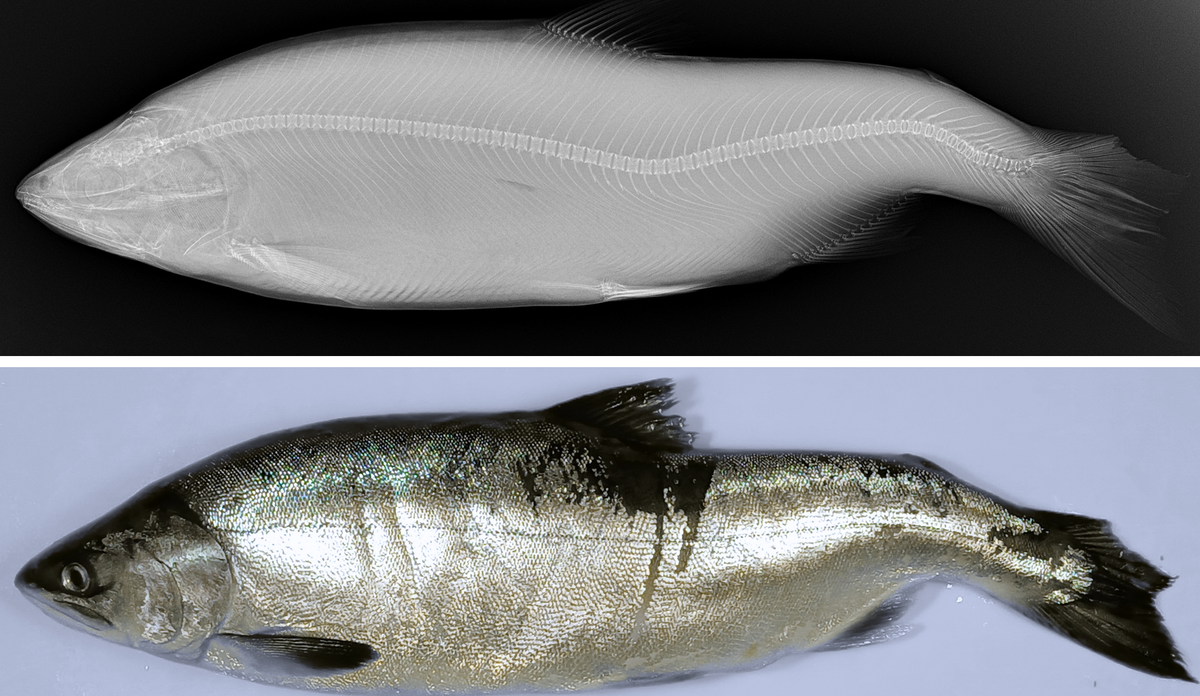  røntgenbilde av deformert pukkellaks - Fant deformert pukkellaks for første gang i Arktis