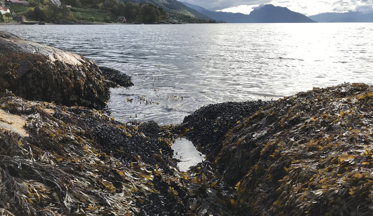 
Blåskjell i Hardanger.