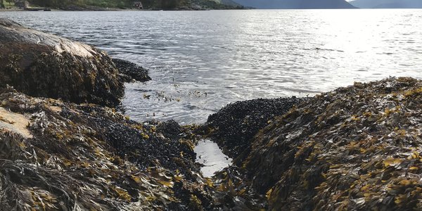 

Blåskjell i Hardanger.