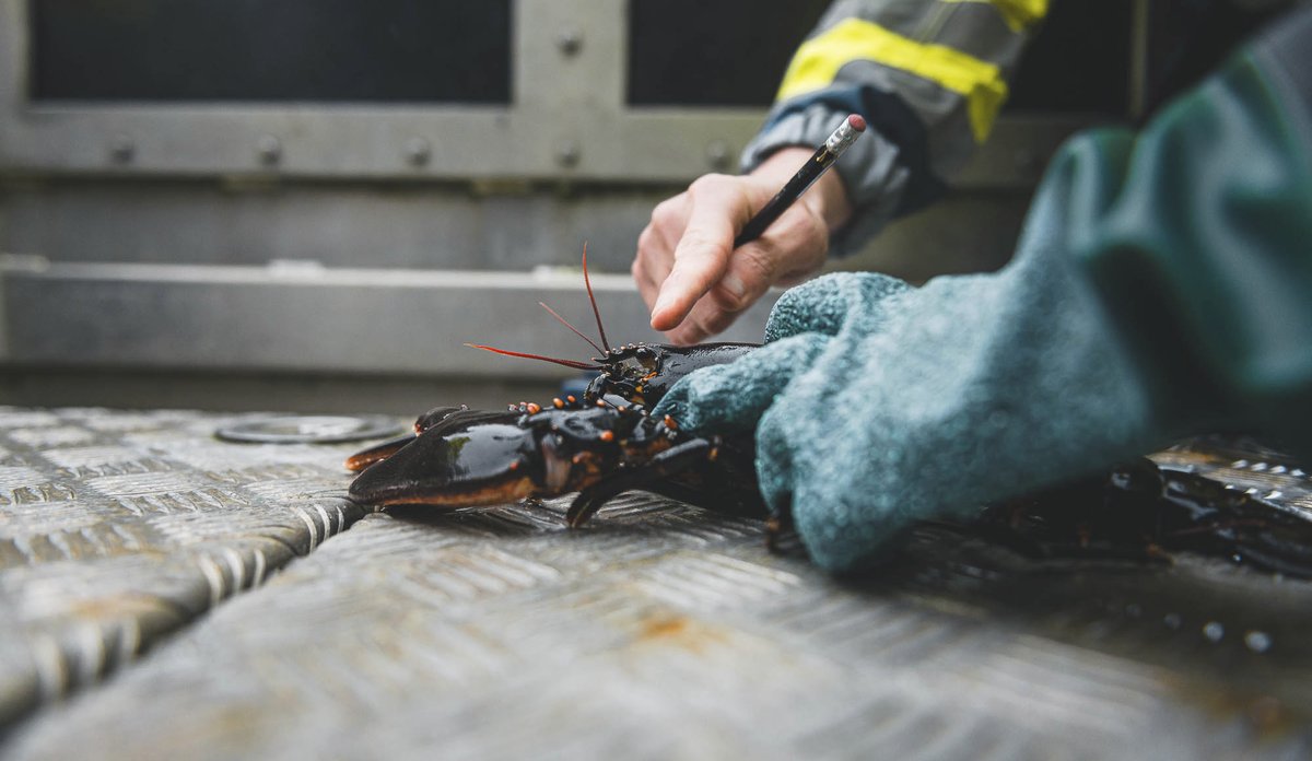 
hummer blir målt