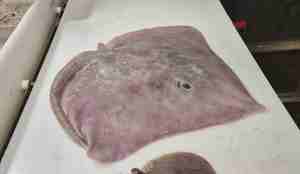 Gråskaten er flat, lys grå i fargen og har en trekantforma kropp