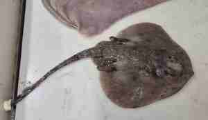 Grå flat fisk på et bord