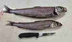 To sølvfargede fisker ligger ved siden av en filiteringskniv. Fiskene har store øyne