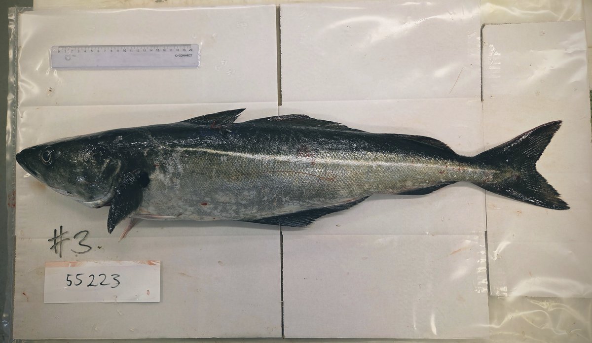 
foto av en fisk på et bord