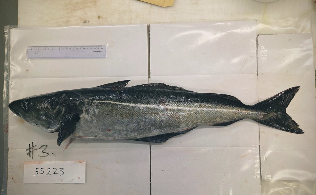 foto av en fisk på et bord