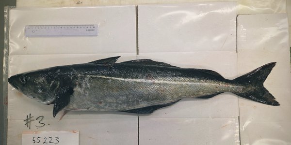 

foto av en fisk på et bord