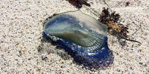 2048px-Beached_by-the-wind_sailor_(Velella_velella)_2.jpg