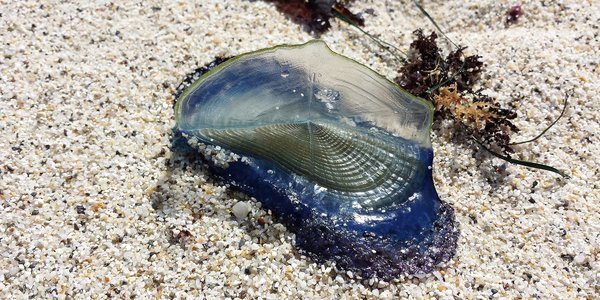 

Maneten bidevindseglar som har drive i land på ei strand. Maneten ser nesten ut som ein liten båt med segl. Basen på maneten er blå, medan eit gjennomsiktig segl stikk opp.