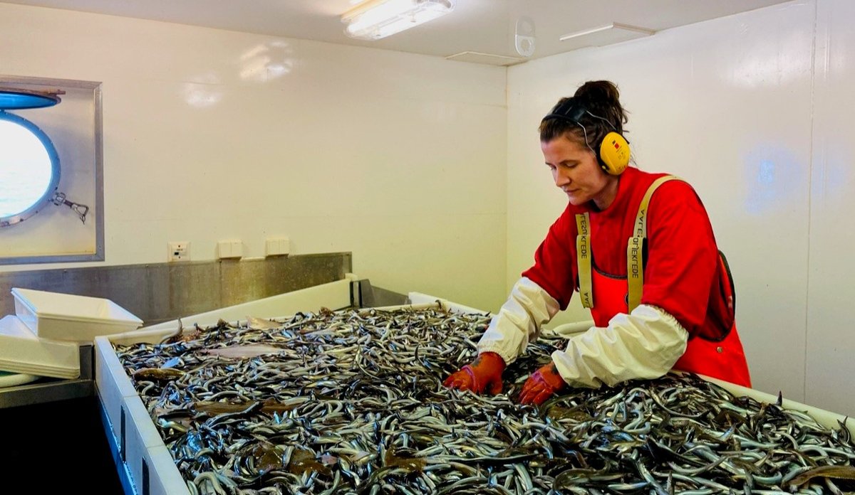 Foto av forskningstekniker som sorterer fisk om bord i en båt