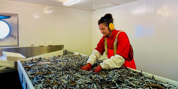 Foto av forskningstekniker som sorterer fisk om bord i en båt