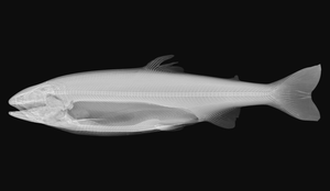 røntgenbilde av en pukkellaks - Fant deformert pukkellaks for første gang i Arktis