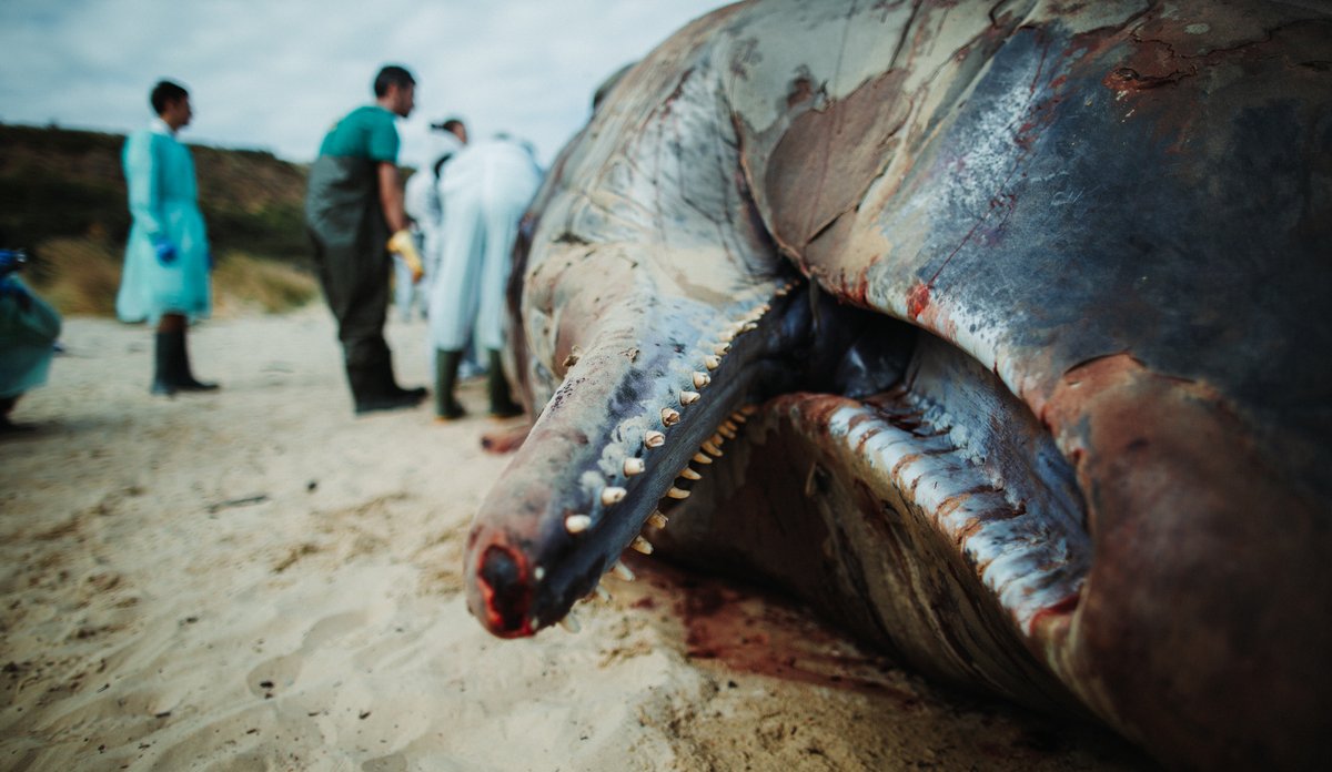 
photo of a stranded whale and researchers studying it