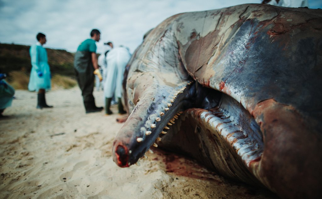 photo of a stranded whale and researchers studying it
