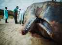 photo of a stranded whale and researchers studying it