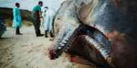 

photo of a stranded whale and researchers studying it