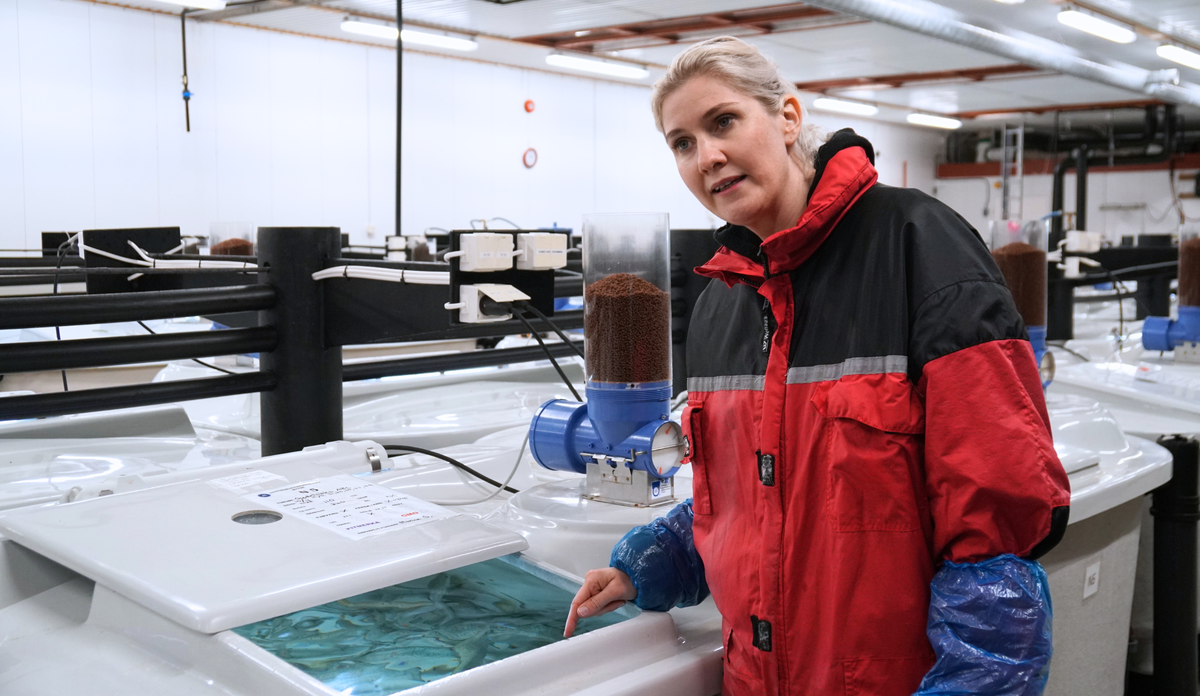 Kan pukkellaks og atlantisk laks gyte sammen? Kan pukkellaks og laks få avkom? Monica Solberg skal følge utvikligen videre.