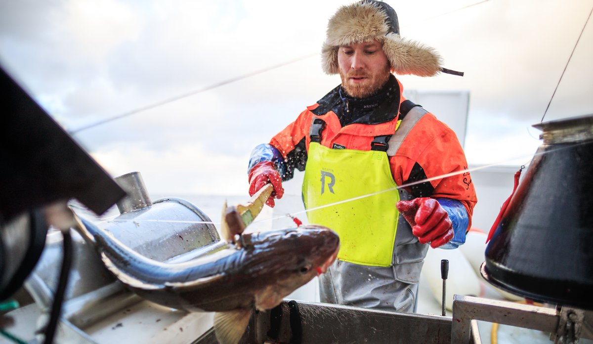 fisker haler om bord en torsk