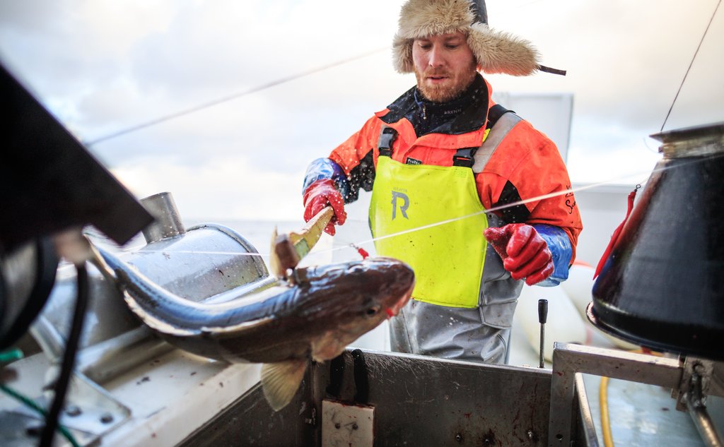 fisker haler om bord en torsk