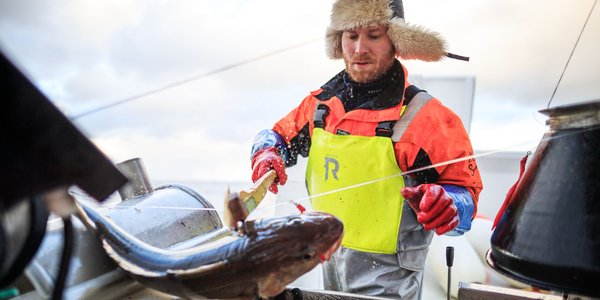 

fisker haler om bord en torsk