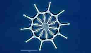 Acanthotrochus mirabilis wheels micro DENNE