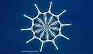 Acanthotrochus mirabilis wheels micro DENNE
