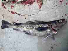 Død fisk på bakken av typen Alaska Pollock