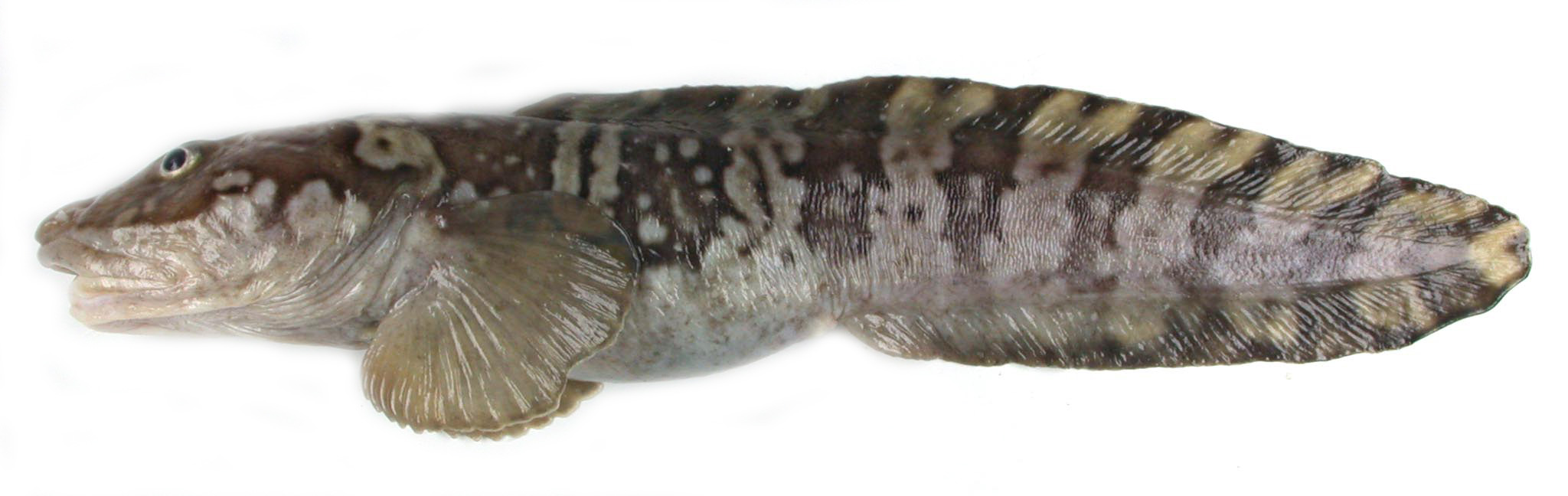 Ålebrosmen med det latinske navnet Lycodes reticulatus liggende på hvit bakgrunn