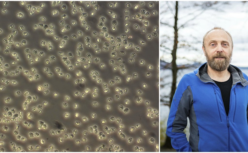 En kollasj som viser mikroskopbilde av en alge og en mann som står ute