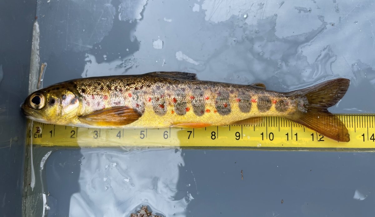 Laksesmolt måles