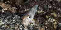 

Ammodytes marinus 16 12 2014 2