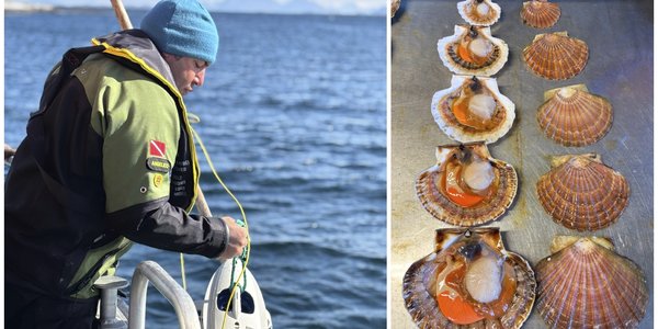 

Kollasj av et bilde av en forsker på en båt og av kamskjell som ligger på en blank flate