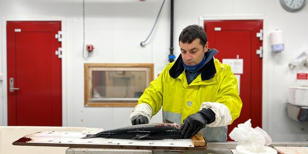 

mann i arbeidsklær med laks på brett foran seg 