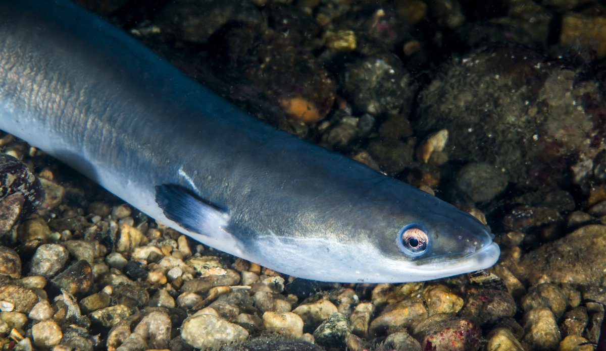 
Ål close up