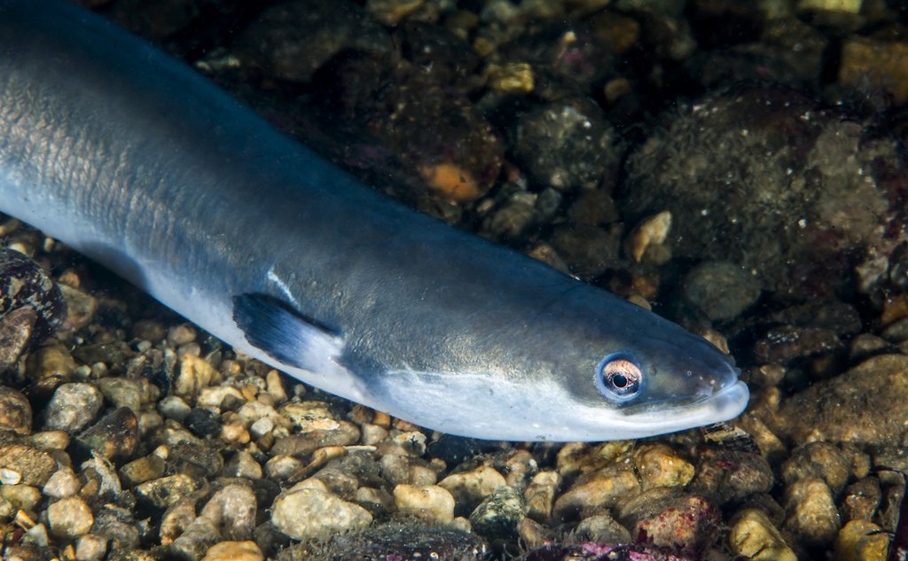Ål close up
