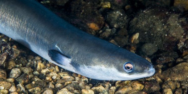 

Ål close up