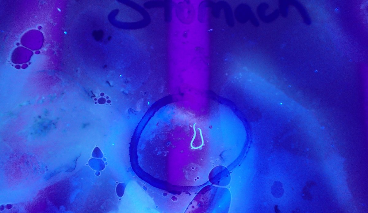 foto av liten rundorm sett under ultrafiolett lys