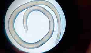 mikroskopfoto av rundorm