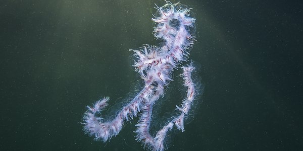 

Ein perlesnormanet under vatn. Perlesnormaneten er ei lang remse, med mange korte trådar.