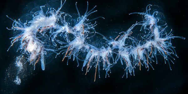 

Ein perlesnormanet under vatn. Perlesnormaneten ser ut som ei glitterremse